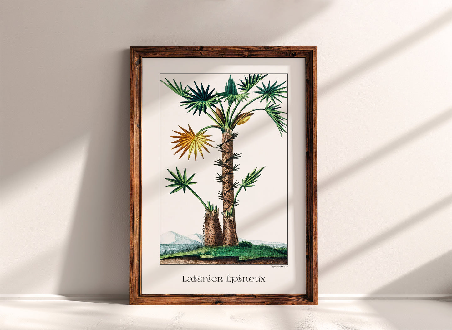 Fan Palm