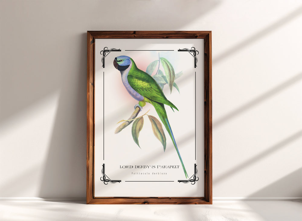 Lord Derby's parakeet